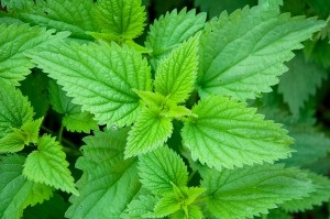 Nettle - beneficiu și rău pentru păr, proprietăți medicinale și contraindicații la decoctarea urzică, precum și