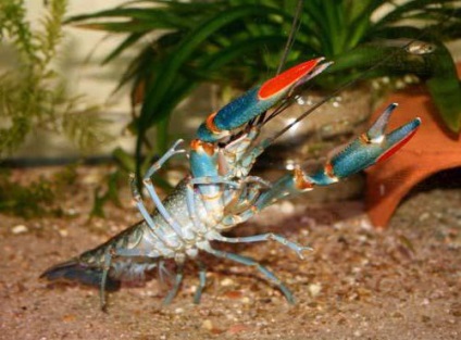 Crustacean Cancerul australian Descriere, creștere, conținut și reproducere