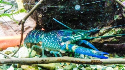 Crustacean Cancerul australian Descriere, creștere, conținut și reproducere