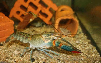 Crustacean Cancerul australian Descriere, creștere, conținut și reproducere