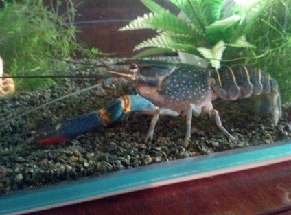 Crustacean Cancerul australian Descriere, creștere, conținut și reproducere