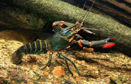 Crustacean Cancerul australian Descriere, creștere, conținut și reproducere