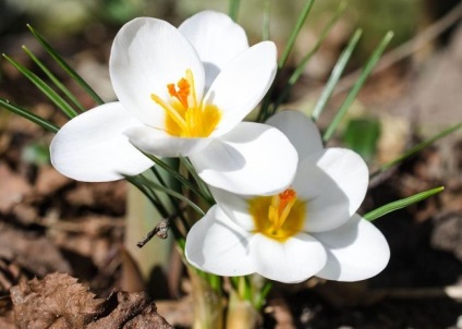 Crocus cultivar, plantare