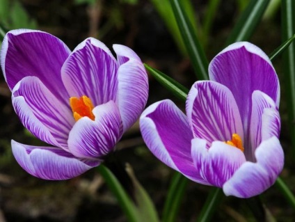 Crocus cultivar, plantare