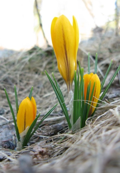 Crocus cultivar, plantare