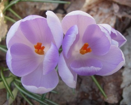 Crocus cultivar, plantare