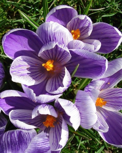 Crocus cultivar, plantare