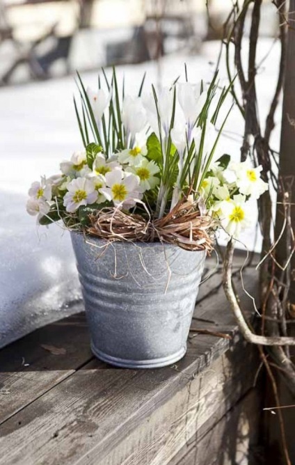 Crocus cultivar, plantare