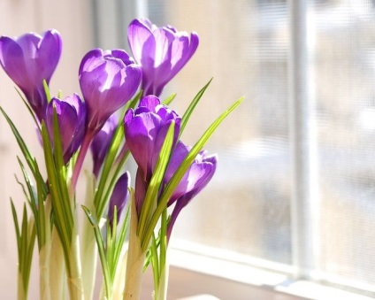 Crocus cultivar, plantare