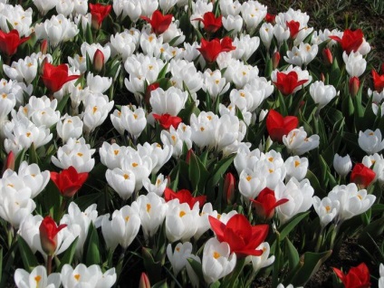 Crocus cultivar, plantare