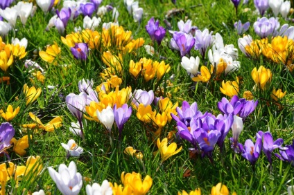 Crocus cultivar, plantare