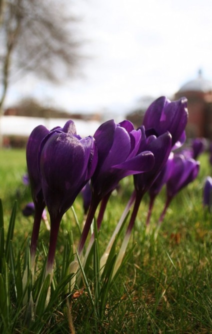 Crocus cultivar, plantare