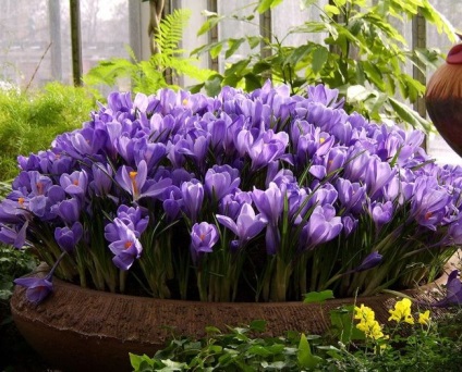 Crocus cultivar, plantare