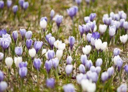 Crocus сортове, засаждане