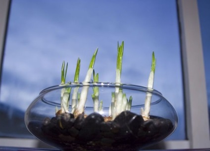 Crocus cultivar, plantare