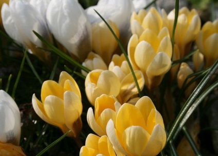 Crocus cultivar, plantare