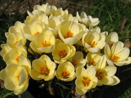 Crocus cultivar, plantare