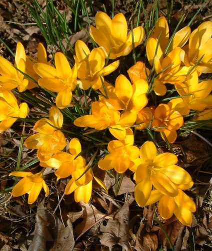 Crocus cultivar, plantare