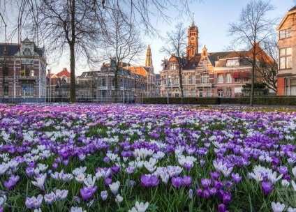 Crocus cultivar, plantare