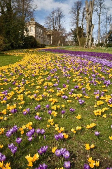 Crocus cultivar, plantare