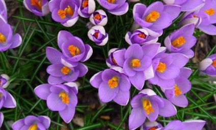 Crocus cultivar, plantare