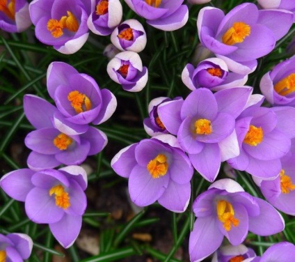 Crocus сортове, засаждане