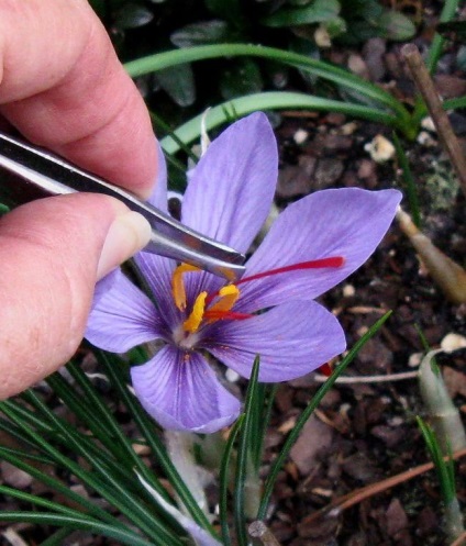 Crocus cultivar, plantare