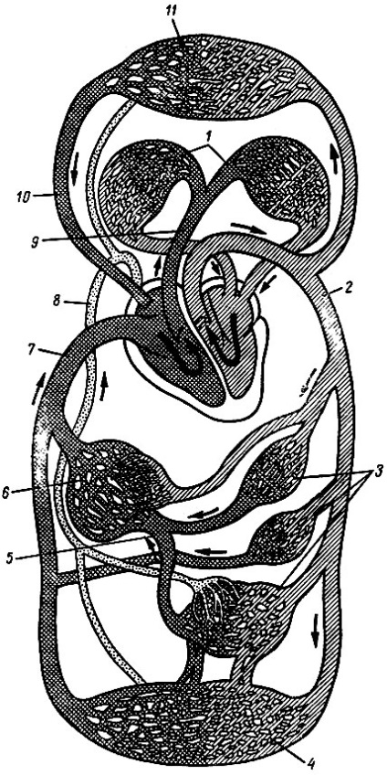 Sistemul circulator al vrabii din 1988