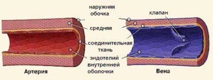 Sistem circulator, circulație sanguină, capilare