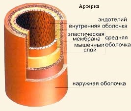 Sistem circulator, circulație sanguină, capilare