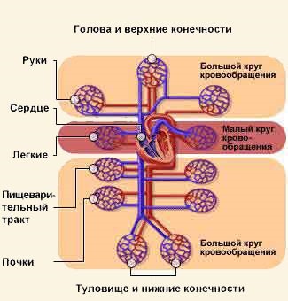 Sistem circulator, circulație sanguină, capilare