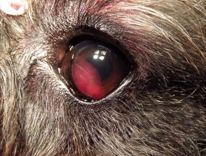 Hemoragia cauzată de ochiul câinelui și tratamentul, totul despre câini