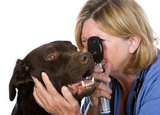 Hemoragia cauzată de ochiul câinelui și tratamentul, totul despre câini