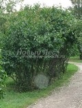 Liliac de mari dimensiuni (vânzare, plantare), compania ooo new forest (moscow)