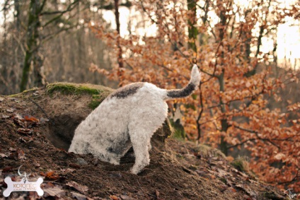 Lagotto Romagnolo (câine lacustră din Romagna)