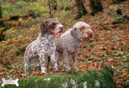 Lagotto Romagnolo (câine lacustră din Romagna)