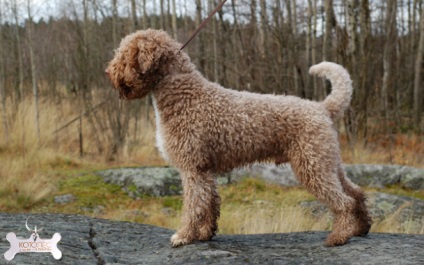 Lagotto Romagnolo (câine lacustră din Romagna)