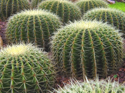 Gyógyászati ​​tulajdonságait kaktusz és népi receptek kezelés