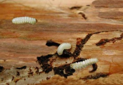 Larva gândacului de scoarță