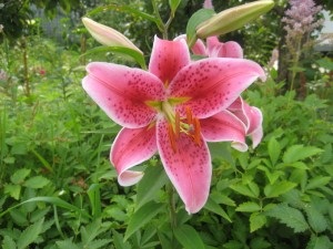 Liliom a kertben (tippeket), kedvenc nyaralás otthon! (Garden) Liliom a kertben (tippeket), kedvenc nyaralás otthon!