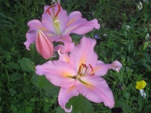 Liliom a kertben (tippeket), kedvenc nyaralás otthon! (Lily) Liliom a kertben (tippeket), kedvenc nyaralás otthon!