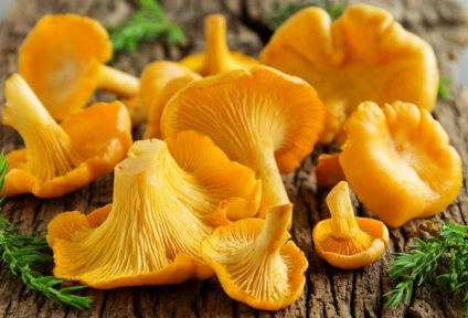 Chanterelles - előnyei és hátrányai az egészségre, összetételét és tulajdonságait a gombák