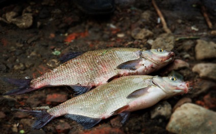 Prăjire în toamnă târziu - despre bream - catalog de articole - loc răcoros