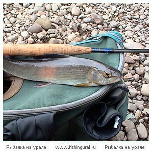 Pescuitul de grayling în afluenții hangarelor râurilor