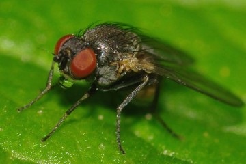 Minimizarea muștei - un pericol pentru grădină
