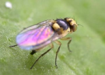 Minimizarea muștei - un pericol pentru grădină
