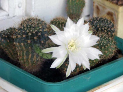 Hobby-ul meu este în creștere cactuși - înflorirea cactus de interior ca un hobby