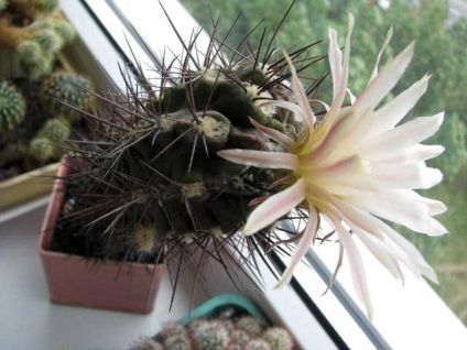 Hobby-ul meu este în creștere cactuși - înflorirea cactus de interior ca un hobby