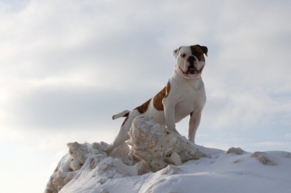 Putere și loialitate - Bulldog american (câine de oțel) - animale de companie