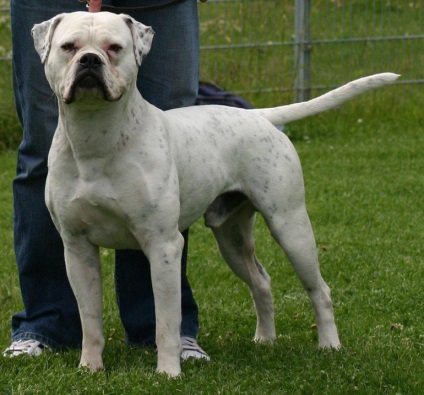 Putere și loialitate - Bulldog american (câine de oțel) - animale de companie